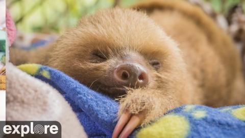 Toucan Rescue Ranch: imagen reciente de la webcam